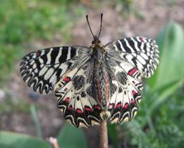 Описание: Picture background